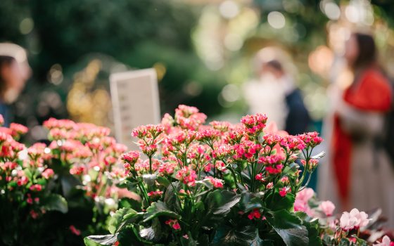 pink flowers in front with a blurry background